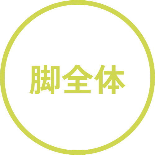 脚全体